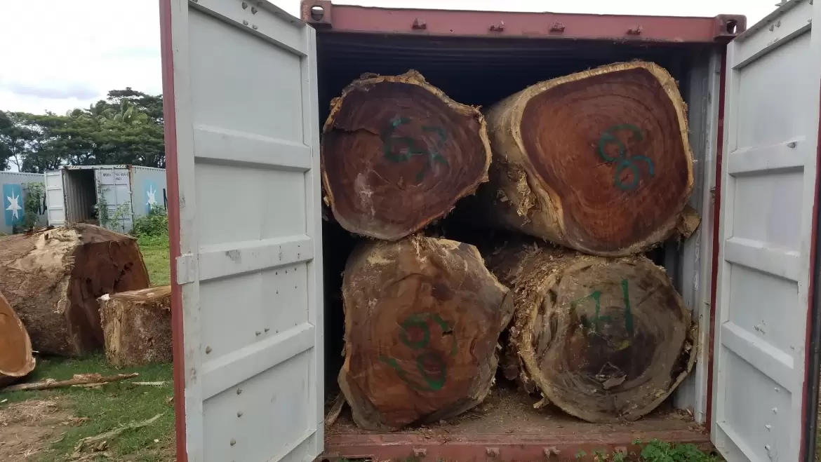 Fijian Monkeypod Logs Shipment
